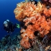 coral_soft_tb_v_0091_kom1617.jpg